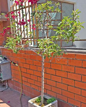 Albero di melo in vaso