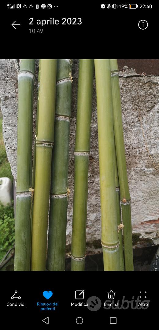 Cannes In Bambù Per Orto E Giardino - Tutori Naturali 20/22x1800 Mm, Confezione Da 10 - Foto 10