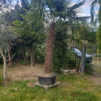 Palma da giardino