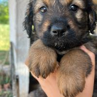 Cani meravigliosi di 2 mesi