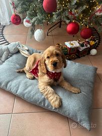 Cocker spaniel cucciolo