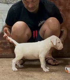 Cuccioli Bull terrier