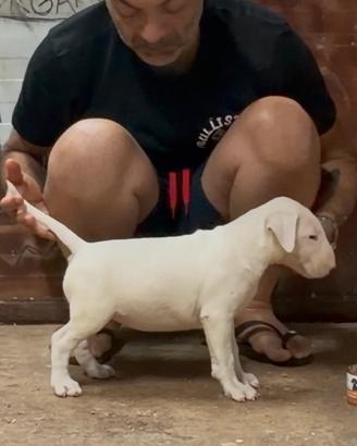 Cuccioli Bull terrier
