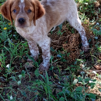 Cucciolo di breton agrigento