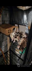 Petauro dello zucchero