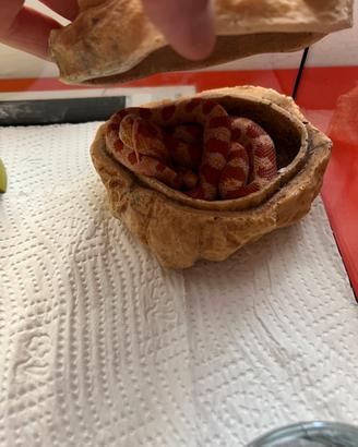 Baby serpente del grano