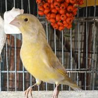 Verdoni europei isabella e portatori satiné 2025