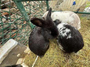 CONIGLI NANI (Testa di Ariete e Testa di Leone)