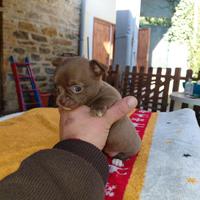 Chihuahua femmina taglia mini
