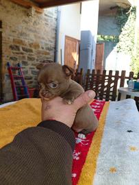 Chihuahua femmina taglia mini