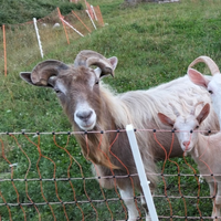 Becco razza Toggemburg