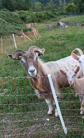 Becco razza Toggemburg