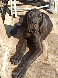 Cuccioli Alano nero