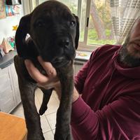 Cucciole cane corso