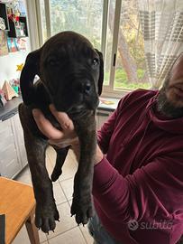 Cucciole cane corso