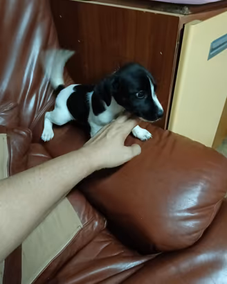 Jack Russell nani taglia piccolissima