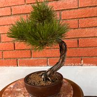 Bonsai di Pino nero