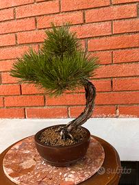 Bonsai di Pino nero