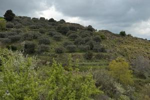 Oliveto di pregio