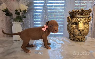 Pitbull UKc