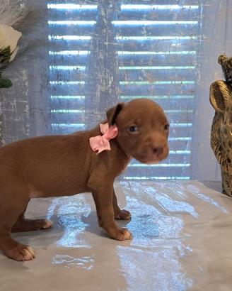 Pitbull UKc