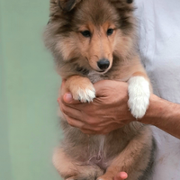 Cuccioli pastore shetland