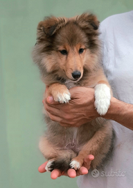 Cuccioli pastore shetland