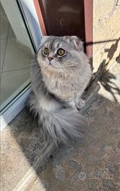 Scottish fold long hair per accoppiamento