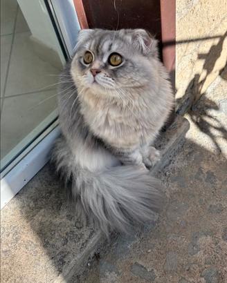 Scottish fold long hair per accoppiamento