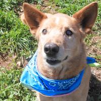 Billy , poche speranze di uscire dal canile