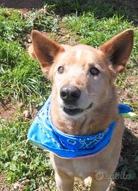 Billy , poche speranze di uscire dal canile