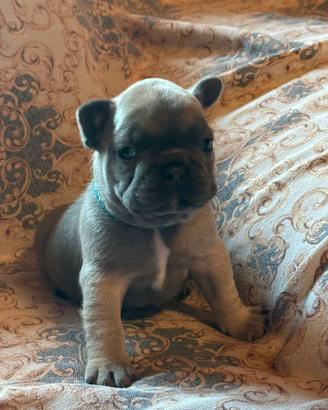 Cuccioli buldogg francese