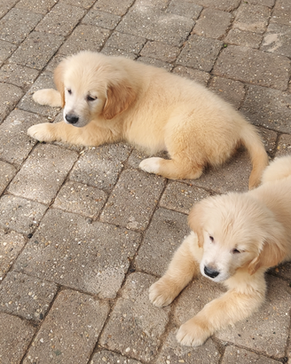 Golden retriever