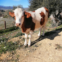 Vendesi vitella pezzata rossa line latte