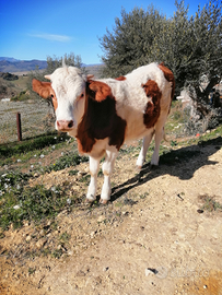 Vendesi vitella pezzata rossa line latte