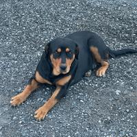 Cucciola cane
