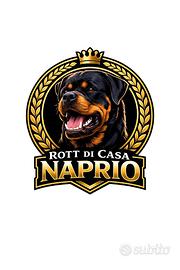 Cuccioli Rottweiler