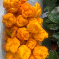 Peperoncini Thrinidad Moruga Yellow lotto x 650 Gr