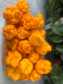 Peperoncini Thrinidad Moruga Yellow lotto x 650 Gr