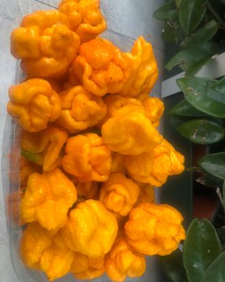 Peperoncini Thrinidad Moruga Yellow lotto x 650 Gr