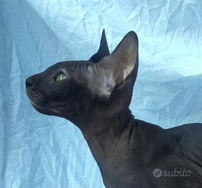 Gattino don sphynx nero solido
