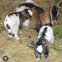 Caprette tibetane nane