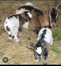 Caprette tibetane nane