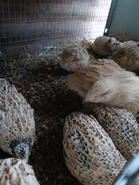 Quaglie jumbo gold