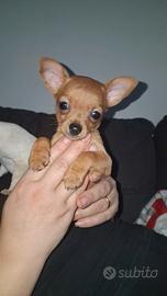 Cucciolo chihuahua/pincher
