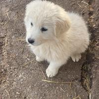 Cuccioli di pastore maremmano abruzzese
