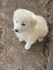 Cuccioli di pastore maremmano abruzzese