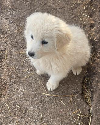Cuccioli di pastore maremmano abruzzese
