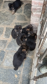 Cuccioli di pastore tedesco