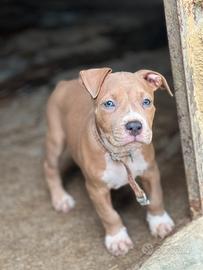 Cucciole pitbull